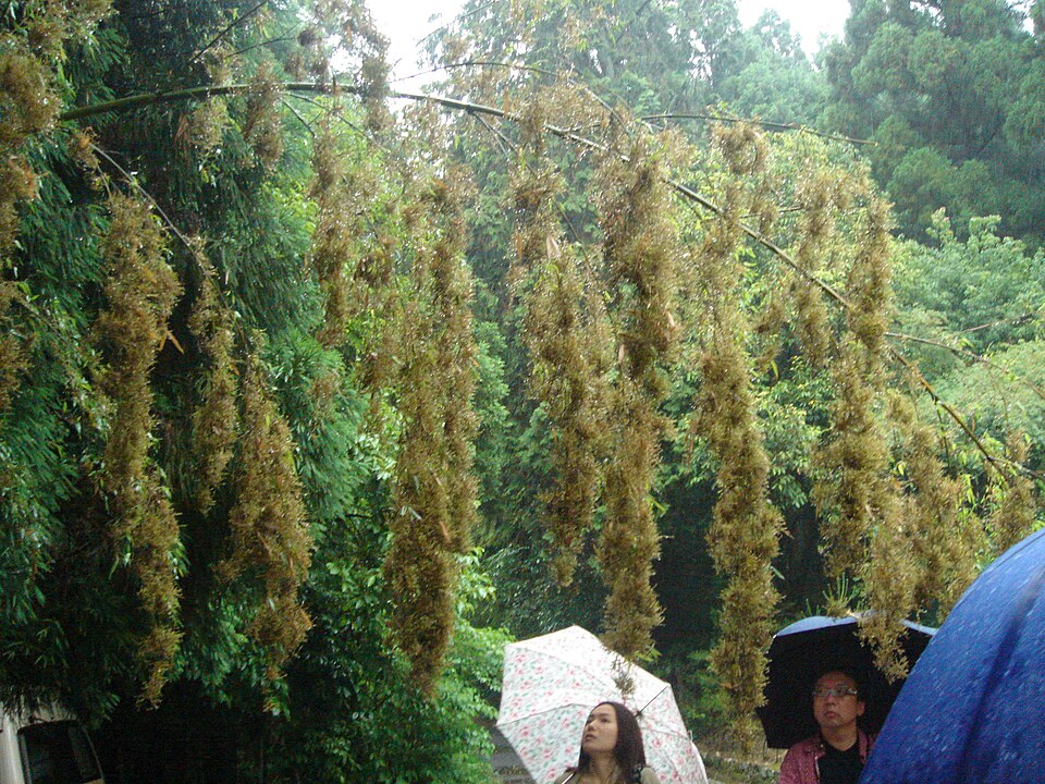 富士竹類植物園（静岡）