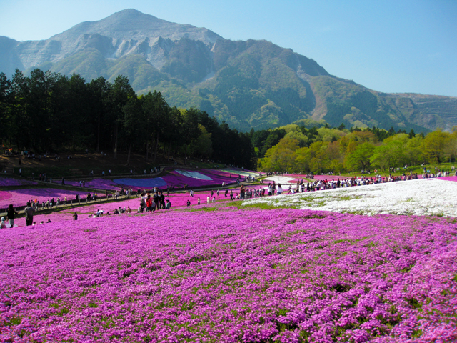 羊山公園（埼玉）