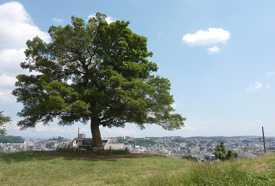 清水ケ丘公園（神奈川）