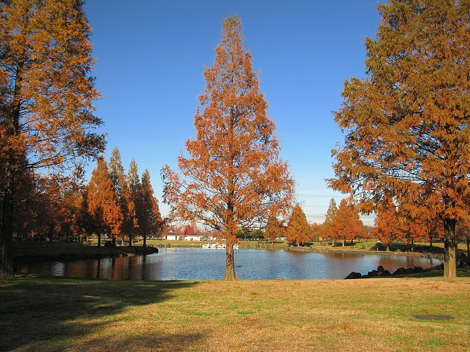 加須はなさき公園（埼玉）