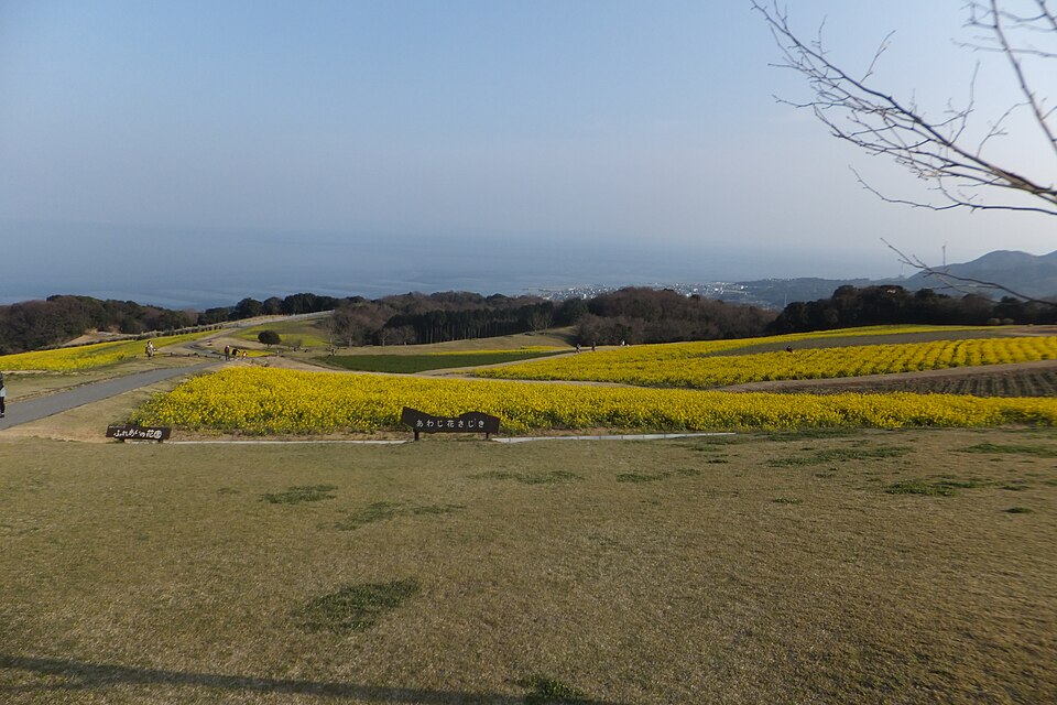 兵庫県立あわじ花さじき（兵庫）