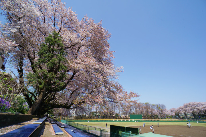 町田中央公園（東京）