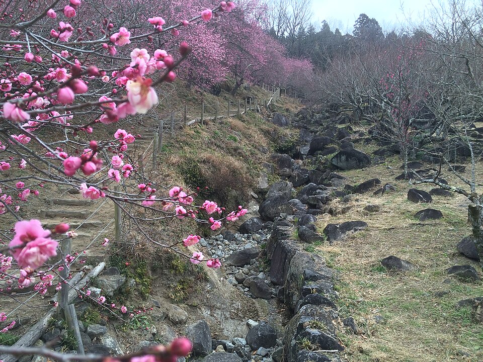筑波山梅林（栃木）