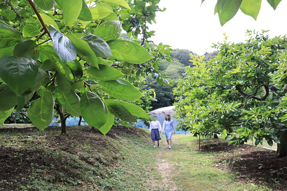 掛川森林果樹公園（静岡）