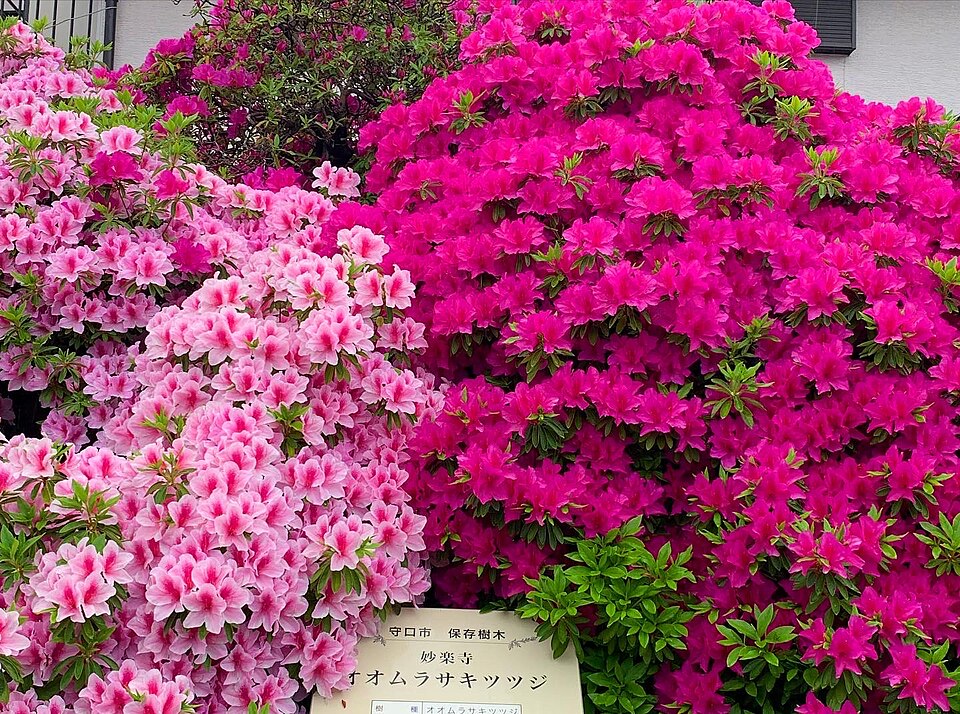 妙楽寺（川崎）