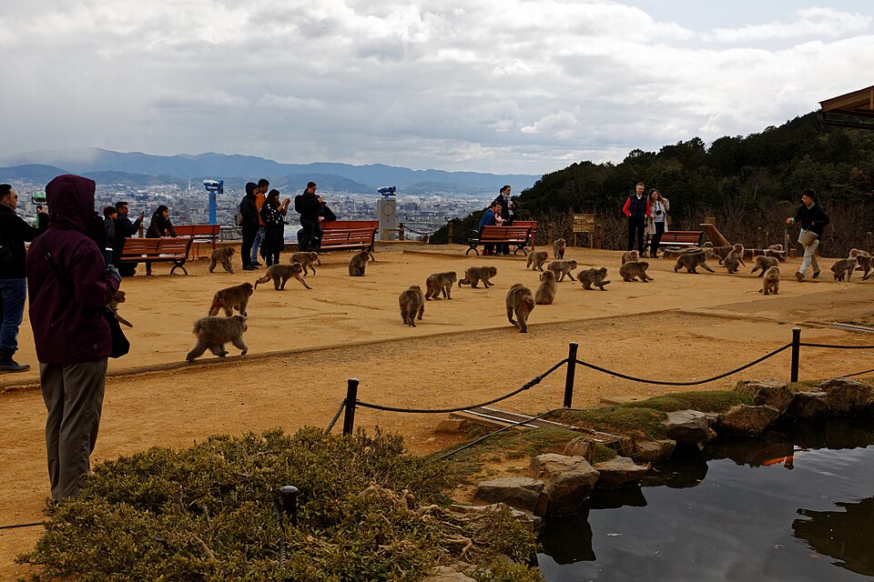 嵐山モンキーパークいわたやま（京都）